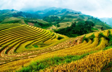 Mu Cang Chai, Yenbai, Vietnam pirinç tarlaları teraslı.