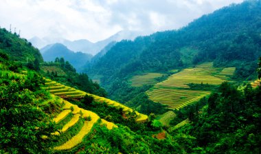Mu Cang Chai, Yenbai, Vietnam pirinç tarlaları teraslı.