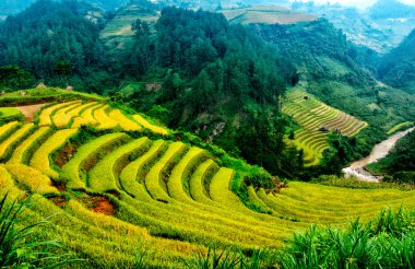 Mu Cang Chai, Yenbai, Vietnam pirinç tarlaları teraslı.