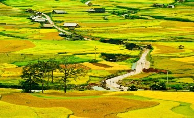 Mu Cang Chai, Yenbai, Vietnam pirinç tarlaları teraslı