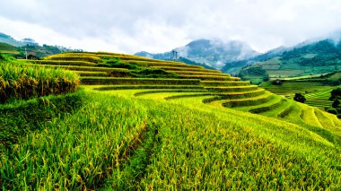 Mu Cang Chai, Yenbai, Vietnam pirinç tarlaları teraslı