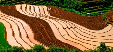 Mu Cang Chai, Yenbai, Vietnam pirinç tarlaları teraslı.