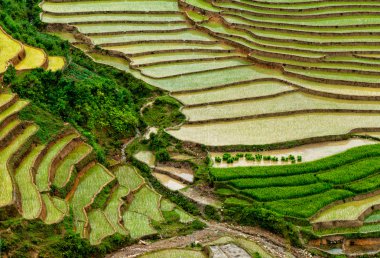 Mu Cang Chai, Yenbai, Vietnam pirinç tarlaları teraslı.