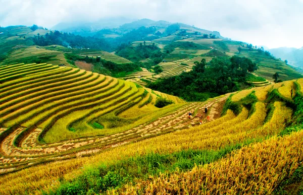 Rijstvelden op terrassen van Mu Cang Chai, Yenbai, Vietnam. — Stockfoto