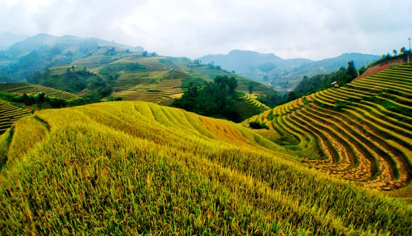 Rijstvelden op terrassen van Mu Cang Chai, Yenbai, Vietnam. — Stockfoto