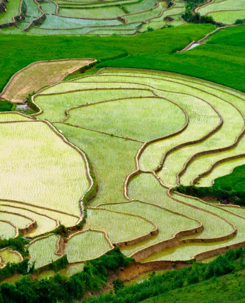 Rijstvelden op terrassen van Mu Cang Chai, Yenbai, Vietnam — Stockfoto