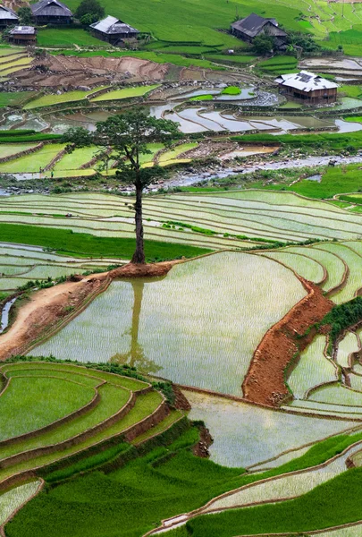 Rizières en terrasses de Mu Cang Chai, YenBai, Vietnam — Photo