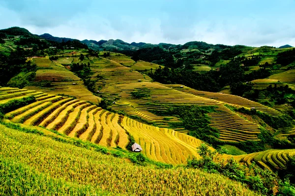 Rizières en terrasses de Mu Cang Chai, YenBai, Vietnam . — Photo