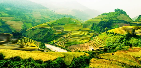 Campos de arroz en terrazas de Mu Cang Chai, YenBai, Vietnam . Imagen de archivo