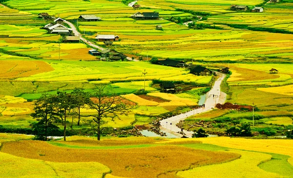 Campos de arroz en terrazas de Mu Cang Chai, YenBai, Vietnam Imagen de archivo