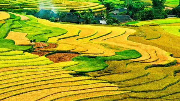 稻田上的梯田的木仓柴，Yenbai，越南 免版税图库照片