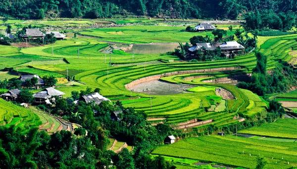 Campos de arroz en terrazas de Mu Cang Chai, YenBai, Vietnam . Fotos de stock libres de derechos