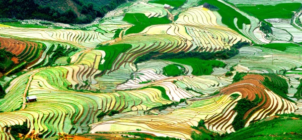 Rice fields on terraced of Mu Cang Chai, YenBai, Vietnam. — Stock Photo, Image