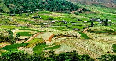 Mu Cang Chai, Yenbai, Vietnam pirinç tarlaları teraslı.