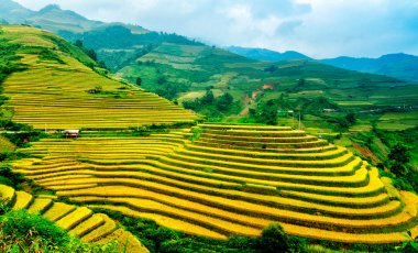 Mu Cang Chai, Yenbai, Vietnam pirinç tarlaları teraslı.