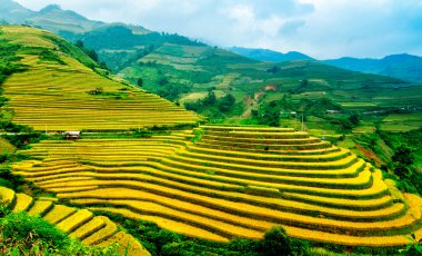 Rice fields on terraced of Mu Cang Chai, YenBai, Vietnam. clipart