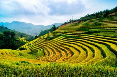 Mu Cang Chai, Yenbai, Vietnam pirinç tarlaları teraslı.