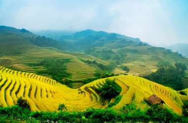 Mu Cang Chai, Yenbai, Vietnam pirinç tarlaları teraslı.