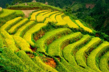 Mu Cang Chai, Yenbai, Vietnam pirinç tarlaları teraslı.