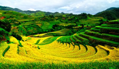 Mu Cang Chai, Yenbai, Vietnam pirinç tarlaları teraslı.