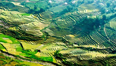 Mu Cang Chai, Yenbai, Vietnam pirinç tarlaları teraslı.