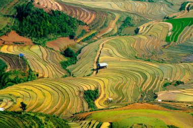 Mu Cang Chai, Yenbai, Vietnam pirinç tarlaları teraslı.