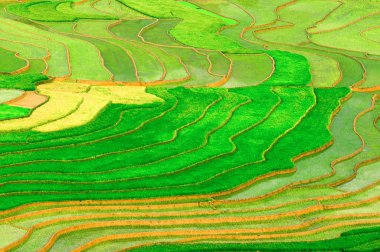 Mu Cang Chai, Yenbai, Vietnam pirinç tarlaları teraslı.