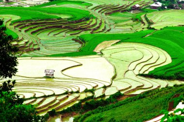 Mu Cang Chai, Yenbai, Vietnam pirinç tarlaları teraslı.