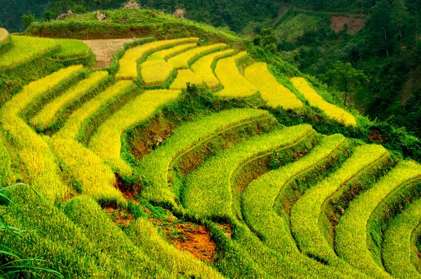 Reisfelder auf Terrassen von mu cang chai, yenbai, vietnam. — Stockfoto