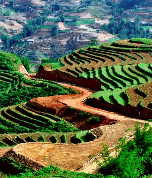 Mu Cang Chai, Yenbai, Vietnam pirinç tarlaları teraslı.