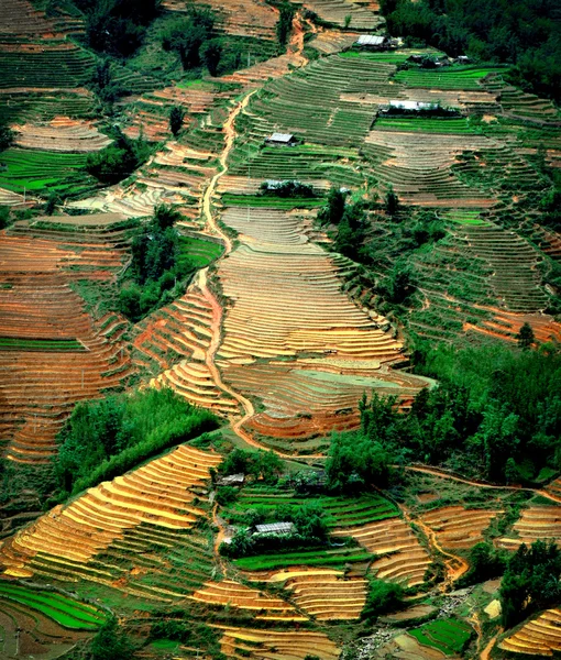 A rizsföldek teraszos a Mu Cang Chai, Yenbai, Vietnam. — Stock Fotó