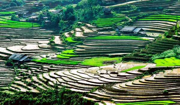 Risfälten på radhus av Mu Cang Chai, Yenbai, Vietnam. — Stockfoto