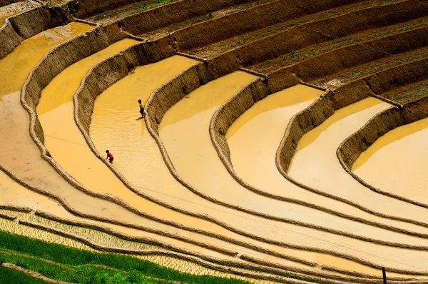 Rijstvelden op terrassen van Mu Cang Chai, Yenbai, Vietnam. — Stockfoto