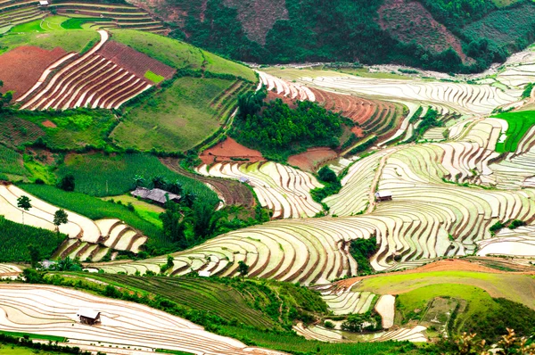 Campos de arroz em terraço de Mu Cang Chai, YenBai, Vietnã . — Fotografia de Stock