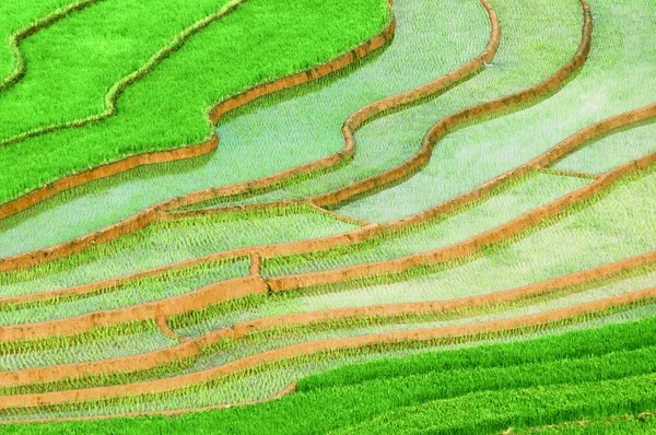 稻田上的梯田的木仓柴，Yenbai，越南. — 图库照片