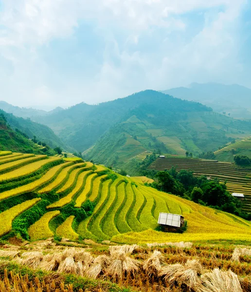 Campos de arroz en terrazas de Mu Cang Chai, YenBai, Vietnam . Imágenes de stock libres de derechos