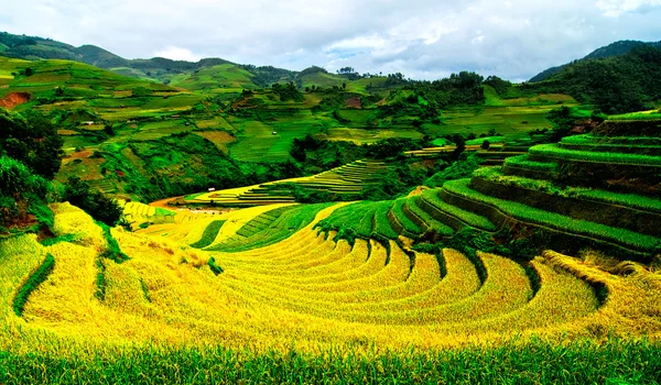 Campos de arroz en terrazas de Mu Cang Chai, YenBai, Vietnam . Fotos de stock libres de derechos