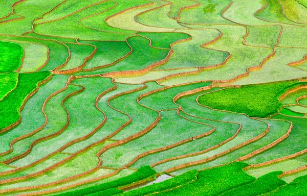 Campos de arroz en terrazas de Mu Cang Chai, YenBai, Vietnam . Imagen de stock