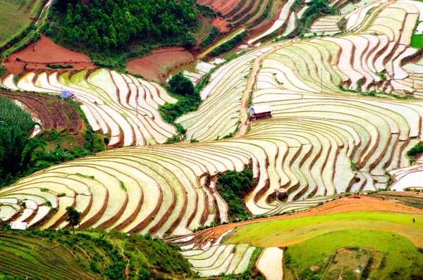 Rice fields on terraced of Mu Cang Chai, YenBai, Vietnam. — Stock Photo, Image