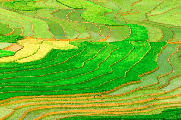 稻田上的梯田的木仓柴，Yenbai，越南. 免版税图库图片