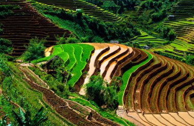 Mu Cang Chai, Yenbai, Vietnam pirinç tarlaları teraslı.