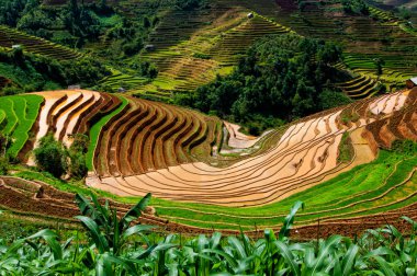 Mu Cang Chai, Yenbai, Vietnam pirinç tarlaları teraslı.