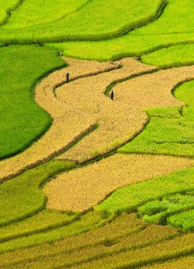 Mu Cang Chai, Yenbai, Vietnam pirinç tarlaları teraslı.