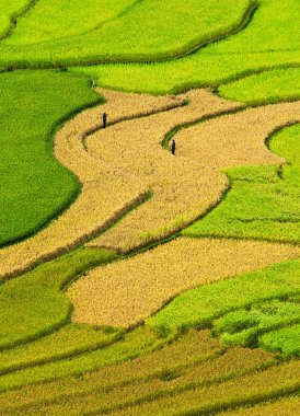 Rice fields on terraced of Mu Cang Chai, YenBai, Vietnam. clipart