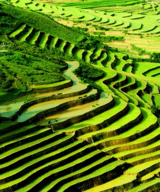 Mu Cang Chai, Yenbai, Vietnam pirinç tarlaları teraslı.