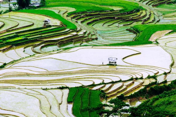 A rizsföldek teraszos a Mu Cang Chai, Yenbai, Vietnam. — Stock Fotó