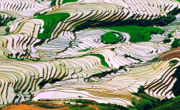 Rice fields on terraced of Mu Cang Chai, YenBai, Vietnam. — Stock Photo, Image