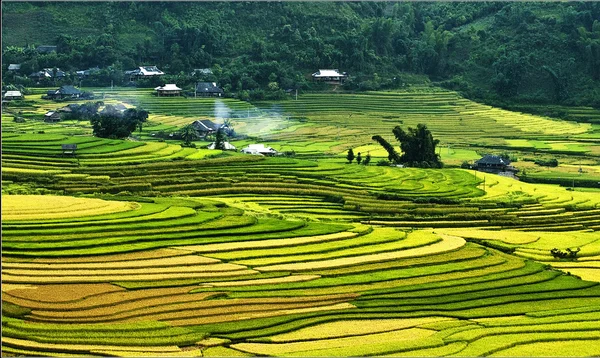 Campos de arroz em terraço de Mu Cang Chai, YenBai, Vietnã . — Fotografia de Stock