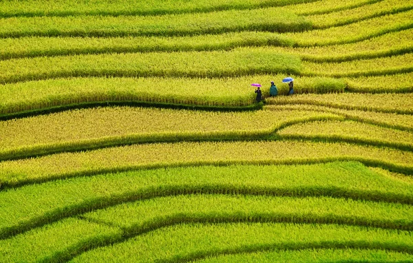 A rizsföldek teraszos a Mu Cang Chai, Yenbai, Vietnam. Jogdíjmentes Stock Képek