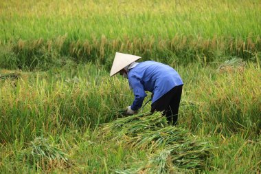 Orada alan Vietnam çiftçi havesting pirinç.